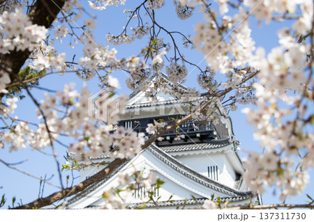 岡崎城 桜 137311730