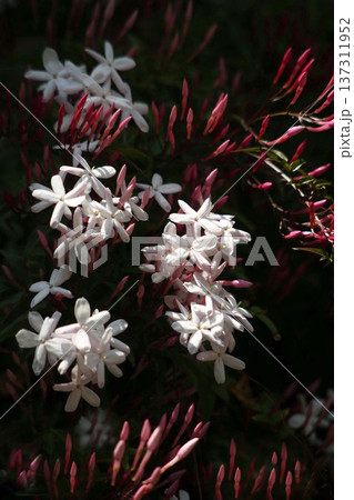 ハゴロモジャスミンの開花 137311952