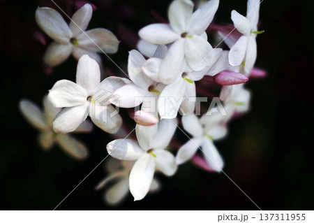ハゴロモジャスミンの花香る 137311955