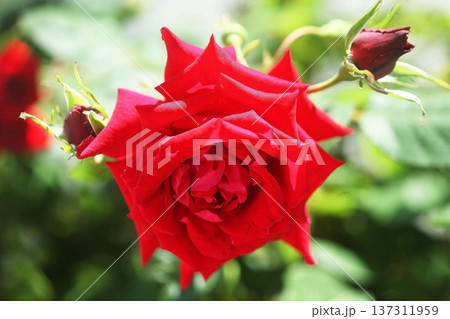 バラ　アンクルウォルターの花 137311959