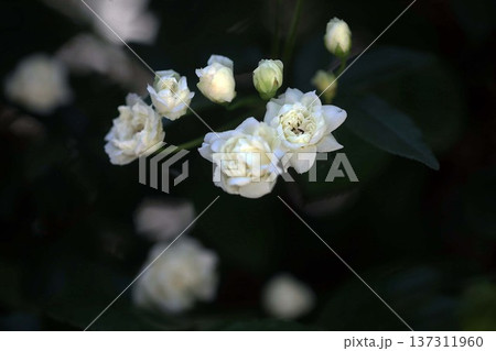 ミニバラ アオラキの花 ミニバラ アオラキの花 137311960