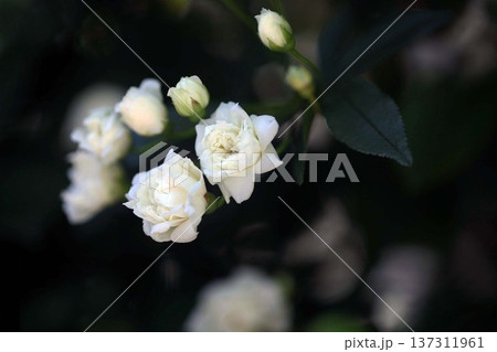 ミニバラ アオラキの花 ミニバラ アオラキの花 137311961