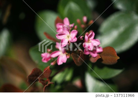 ベニバナシャリンバイ.の花 ベニバナシャリンバイ.の花 137311966