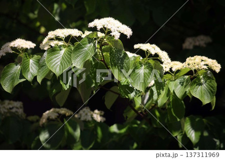 林間に咲くミズキの花 林間に咲くミズキの花 137311969