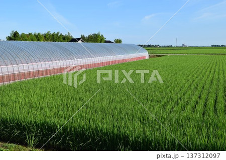 田園の中のビニールハウス 137312097