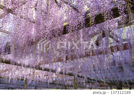 藤の花 藤の花 137312189