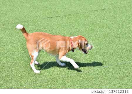 走る犬 走る犬 137312312