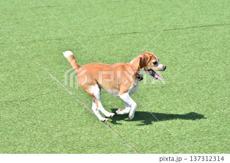 走る犬 走る犬 137312314