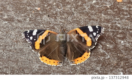 Butterfly Sun Admiral, Vanessa atalanta Beautiful orange butterfly on the ground street Butterfly Sun Admiral, Vanessa atalanta Beautiful orange butterfly on the ground street 137312948
