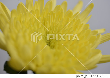 菊の花 菊の花 137312958