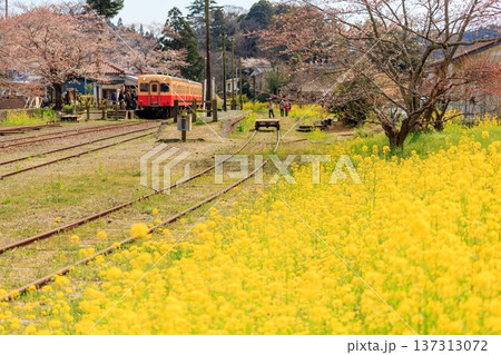 桜と菜の花が咲き誇る春の小湊鐵道・平野駅を遠望する 137313072