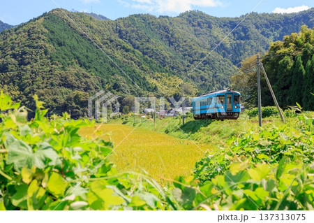 稲穂が実る田んぼの横を京都丹後鉄道の気動車が走る真夏の風景 137313075