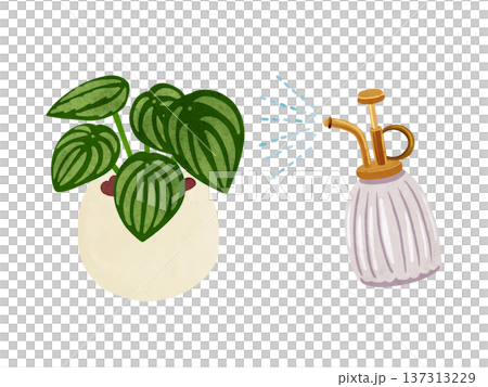 噴霧器和盆栽椒草（Peperomia sandersii）水彩手繪插圖 137313229