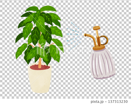 噴霧器和盆栽咖啡樹水彩手繪插圖 137313230