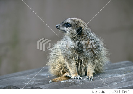 見つめるミーアキャット 137313564