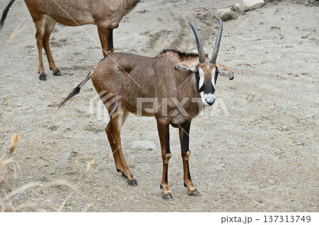 ローンアンテロープ 137313749