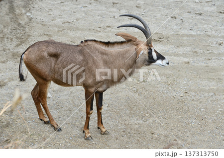 ローンアンテロープ 137313750