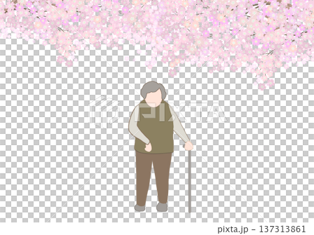 右麻痺の顔無しの老人が満開の桜の木の下で杖を使って散歩しているカラーイラスト 137313861