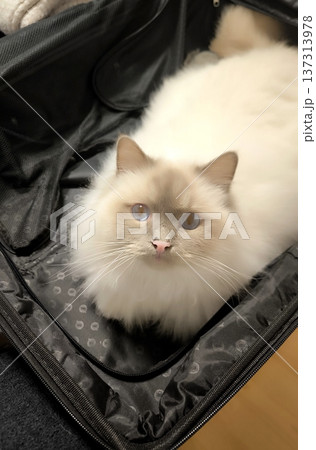 A white fluffy cat climbed into an open travel suitcase. 137313978