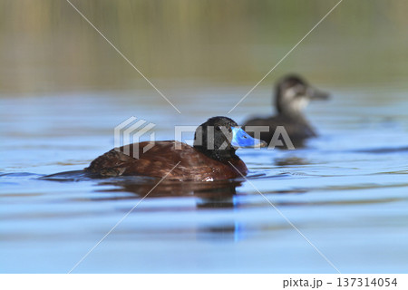 Lake Duck in Pampas Lagoon environment, La Pampa Province, Patagonia , Argentina. Lake Duck in Pampas Lagoon environment, La Pampa Province, Patagonia , Argentina. 137314054