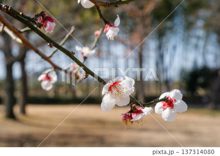 竹林と白梅 137314080