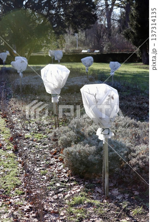 Protecting plants from frost: young trees or bushes wrapped in white agrofibre in the garden Protecting plants from frost: young trees or bushes wrapped in white agrofibre in the garden 137314135