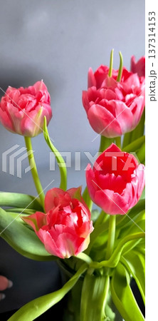 A bouquet of pink double peony tulips on a light tile background A bouquet of pink double peony tulips on a light tile background 137314153