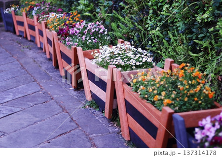 花壇に植えられたカラフルな小さな花 137314178