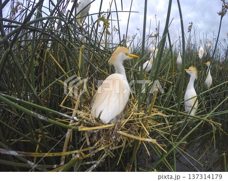 Cattle Egret, Bubulcus ibis, nesting, La Pampa Province, Patagonia, Argentina Cattle Egret, Bubulcus ibis, nesting, La Pampa Province, Patagonia, Argentina 137314179