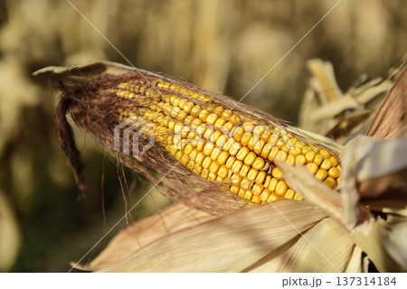 Corn cob growing on plant ready to harvest, Argentine Countryside, Buenos Aires Province, Argentina 137314184