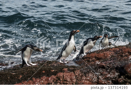 Rockhopper Penguin, Penguin Island,Puerto Deseado, Santa Cruz Province, Patagonia Argentina Rockhopper Penguin, Penguin Island,Puerto Deseado, Santa Cruz Province, Patagonia Argentina 137314193