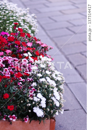 花壇に植えられたカラフルな花 花壇に植えられたカラフルな花 137314417