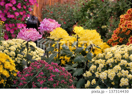 菊花展 大菊 華やか 菊花展 大菊 華やか 137314430