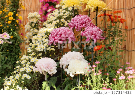 菊花展　大菊　優雅 137314432