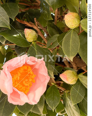 椿の花とつぼみ 春の訪れと成長を感じる自然風景 椿の花とつぼみ 春の訪れと成長を感じる自然風景 137314560