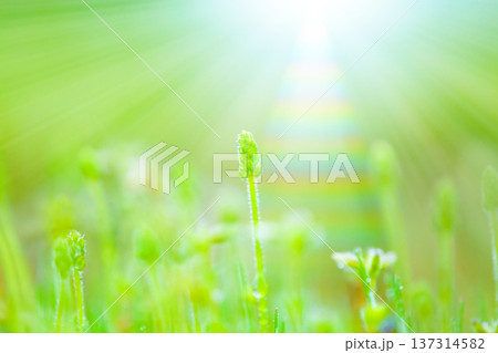 雑草に光 雑草に光 137314582