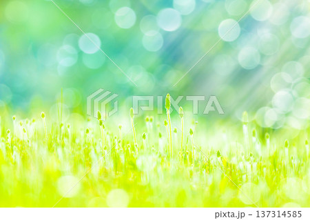 雑草に光 137314585
