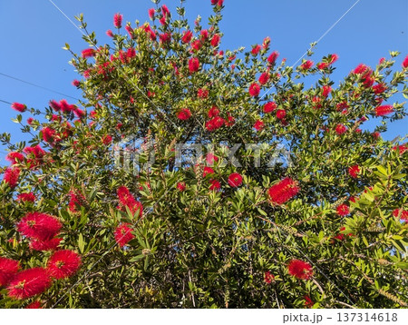 A flowering Callistemon citrinus tree against a blue sky. It is also known as bottlebrush 137314618