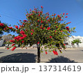 Blooming callistemon citrinus tree in a park. it is also known as bottle brush. 137314619