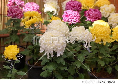 菊花展　大菊　綺麗 137314628