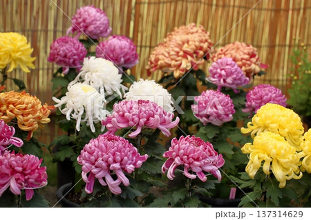 菊花展　大菊　綺麗 137314629