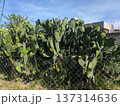 Large prickly pear in bloom in Cordoba, Argentina. Opuntia humifusa 137314636