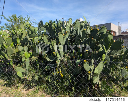 Large prickly pear in bloom in Cordoba, Argentina. Opuntia humifusa 137314636