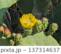 Prickly pear flower on a leaf. Opuntia humifusa 137314637