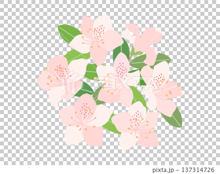 粉紅色杜鵑花插圖 137314726