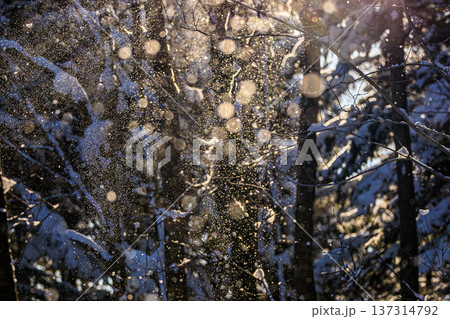 冬の森林で舞う雪ときらめく光のボケが美しい自然風景 137314792