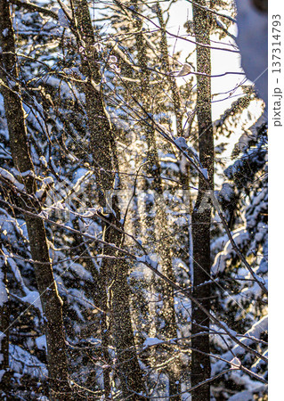 逆光に輝く舞い上がる雪と静かな冬の森の幻想的な光景 137314793