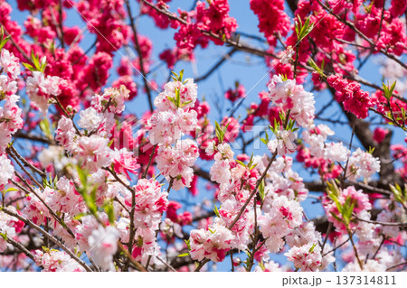 花桃(阿智村・花桃の里にて) 花桃(阿智村・花桃の里にて) 137314811