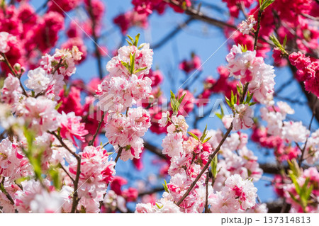 花桃(阿智村・花桃の里にて) 花桃(阿智村・花桃の里にて) 137314813