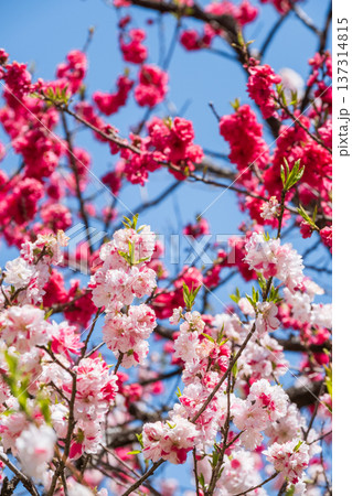 花桃(阿智村・花桃の里にて) 花桃(阿智村・花桃の里にて) 137314815